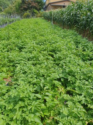 안비님의 감자 · 자유게시판 작성글 사진