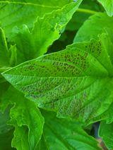 팜모닝 참깨·병해충상담 게시글 이미지