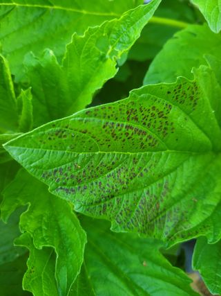 갈담리님의 참깨 · 병해충상담 작성글 사진