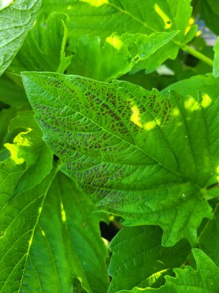 갈담리님의 참깨 · 병해충상담 작성글 사진