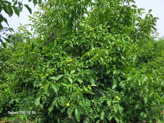 hkte님의 기타작물 · 영농일지 작성글 사진