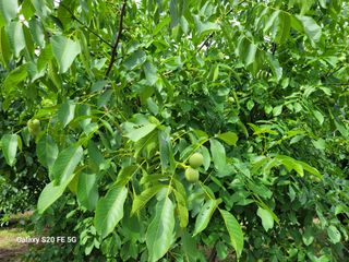 hkte님의 기타작물 · 영농일지 작성글 사진