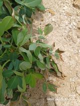 팜모닝 농사, 무엇이든 물어보세요!·참여글 게시글 이미지