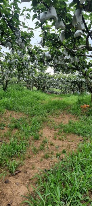 마음자리님의 배 · 영농일지 작성글 사진