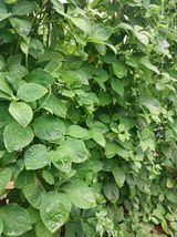 팜모닝 자유주제·자유게시판 게시글 이미지