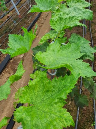 좌두선님의 포도 · 병해충상담 작성글 사진