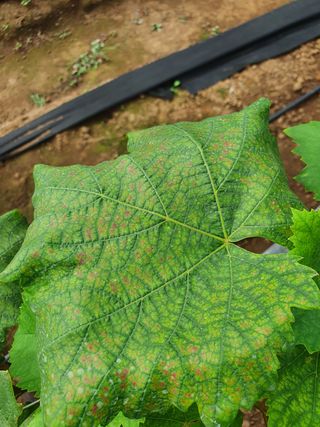 좌두선님의 포도 · 병해충상담 작성글 사진