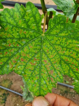 좌두선님의 포도 · 병해충상담 작성글 사진