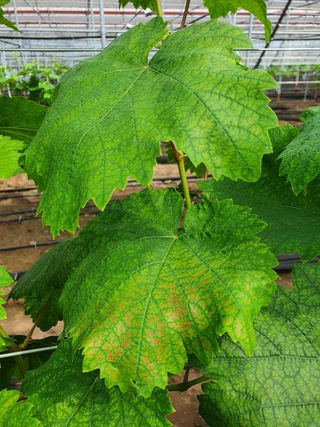 좌두선님의 포도 · 병해충상담 작성글 사진