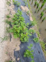 팜모닝 기타작물·영농일지 게시글 이미지