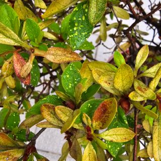 자두15836님의 기타작물 · 병해충상담 작성글 사진