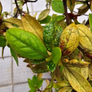 자두15836님의 기타작물 · 병해충상담 작성글 사진