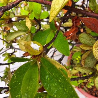 자두15836님의 기타작물 · 병해충상담 작성글 사진