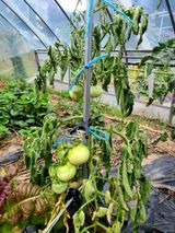 팜모닝 토마토·병해충상담 게시글 이미지