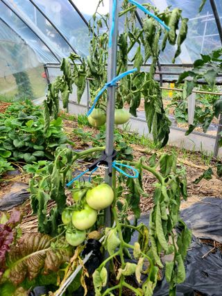 yooagasi님의 토마토 · 병해충상담 작성글 사진