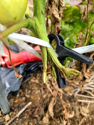 yooagasi님의 토마토 · 병해충상담 작성글 사진