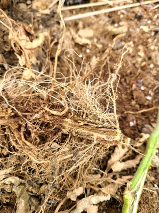 yooagasi님의 토마토 · 병해충상담 작성글 사진