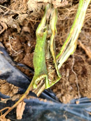 yooagasi님의 토마토 · 병해충상담 작성글 사진