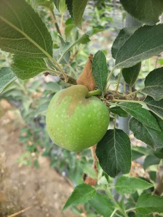 은산님의 사과 · 병해충상담 작성글 사진