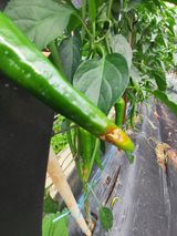 팜모닝 농사, 무엇이든 물어보세요!·참여글 게시글 이미지