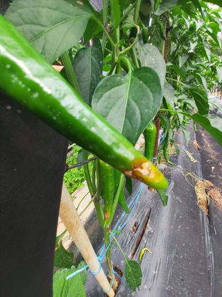 비무장지대님의 농사, 무엇이든 물어보세요! · 참여글 작성글 사진