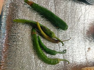 비무장지대님의 농사, 무엇이든 물어보세요! · 참여글 작성글 사진