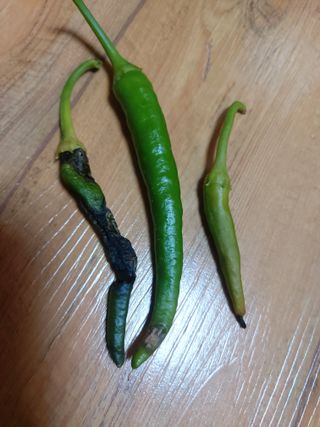 비무장지대님의 농사, 무엇이든 물어보세요! · 참여글 작성글 사진