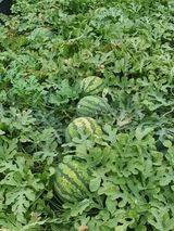 팜모닝 농사, 무엇이든 물어보세요!·참여글 게시글 이미지