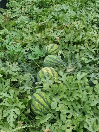 최영수님의 농사, 무엇이든 물어보세요! · 참여글 작성글 사진