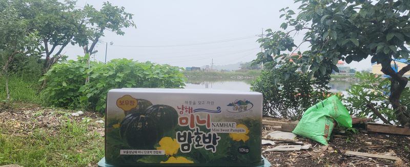 박재영님의 장터 판매 상품 [미니밤호박5kg] 첨부 사진