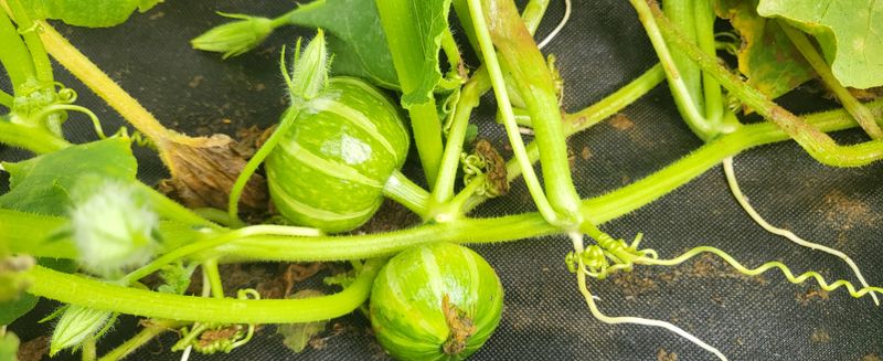 박재영님의 장터 판매 상품 [미니밤호박5kg] 첨부 사진