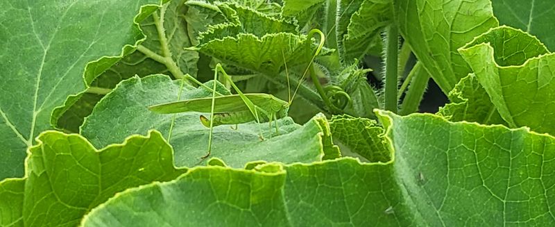 박재영님의 장터 판매 상품 [미니밤호박5kg] 첨부 사진