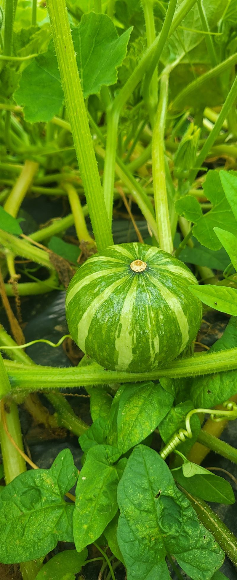 박재영님의 장터 판매 상품 [미니밤호박5kg] 첨부 사진