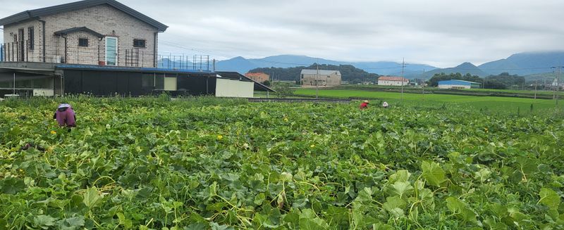 박재영님의 장터 판매 상품 [미니밤호박5kg] 첨부 사진
