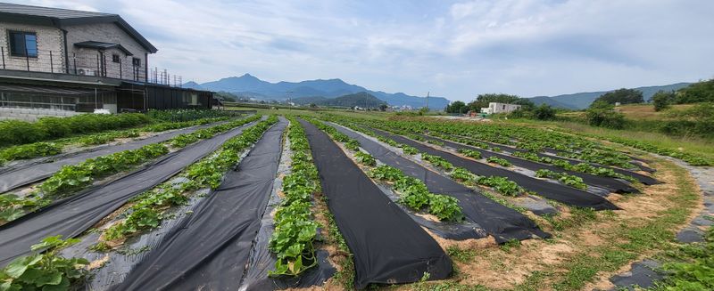 박재영님의 장터 판매 상품 [미니밤호박5kg] 첨부 사진