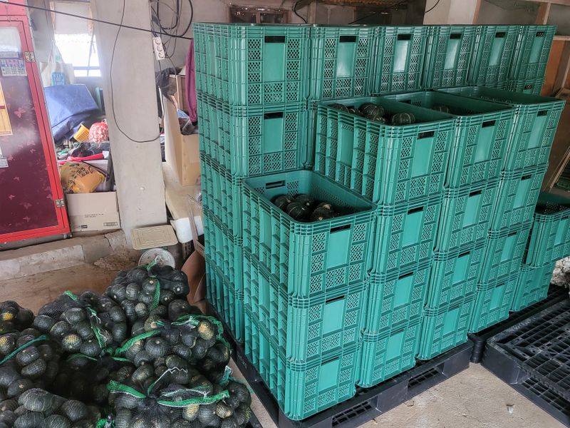 박재영님의 장터 판매 상품 [미니밤호박5kg] 첨부 사진