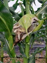 팜모닝 옥수수·병해충상담 게시글 이미지