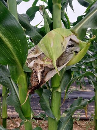 정완규님의 옥수수 · 병해충상담 작성글 사진