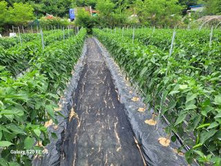 hkte님의 고추 · 일상 작성글 사진