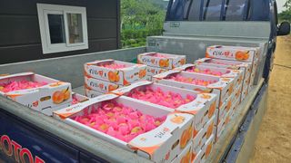 종합선물세트님의 복숭아 · 영농일지 작성글 사진