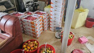 종합선물세트님의 복숭아 · 영농일지 작성글 사진