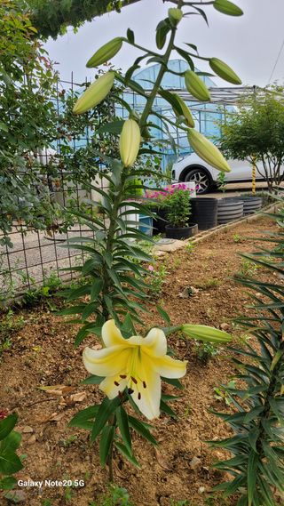 제주농부님의 들깨 · 영농일지 작성글 사진