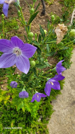 제주농부님의 들깨 · 영농일지 작성글 사진