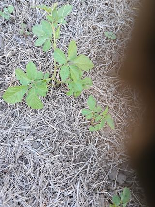 조은사람님의 농사, 무엇이든 물어보세요! · 참여글 작성글 사진