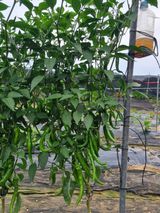 팜모닝 자유주제·자유게시판 게시글 이미지