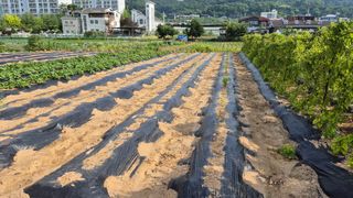 신안광열님의 콩 · 영농일지 작성글 사진