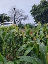 팜모닝 옥수수·병해충상담 게시글 이미지