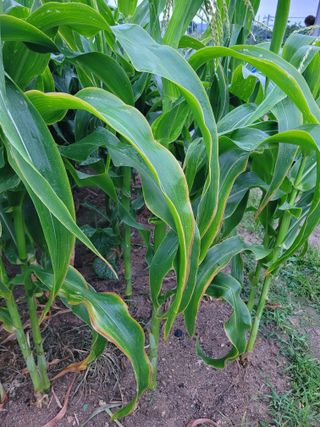 이상열님의 옥수수 · 병해충상담 작성글 사진