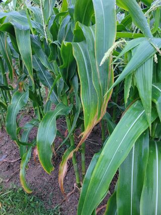 이상열님의 옥수수 · 병해충상담 작성글 사진