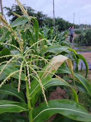 이상열님의 옥수수 · 병해충상담 작성글 사진